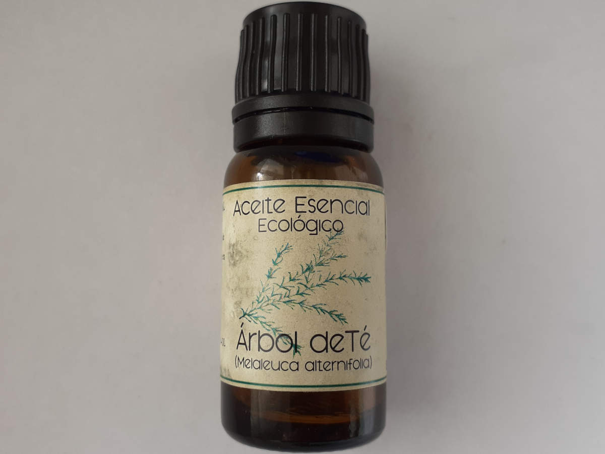 Labiatae_ae arbol te.jpg Labiatae_ae arbol te